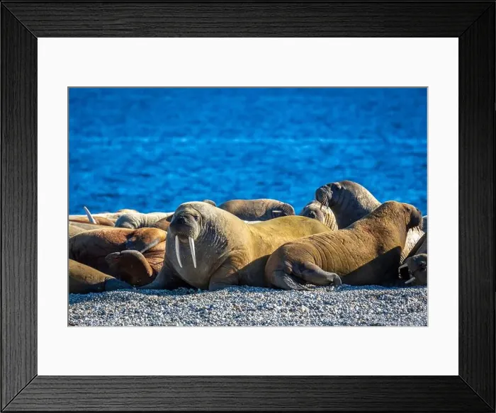 Framed Print : visiting a colony with walruses at Torellneset on Nordaustlandet on Svalbard, Norway Framed Print : visiting a colony with walruses at Torellneset on Nordaustlandet on Svalbard, Norway