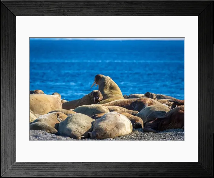 Framed Print : visiting a colony with walruses at Torellneset on Nordaustlandet on Svalbard, Norway Framed Print : visiting a colony with walruses at Torellneset on Nordaustlandet on Svalbard, Norway