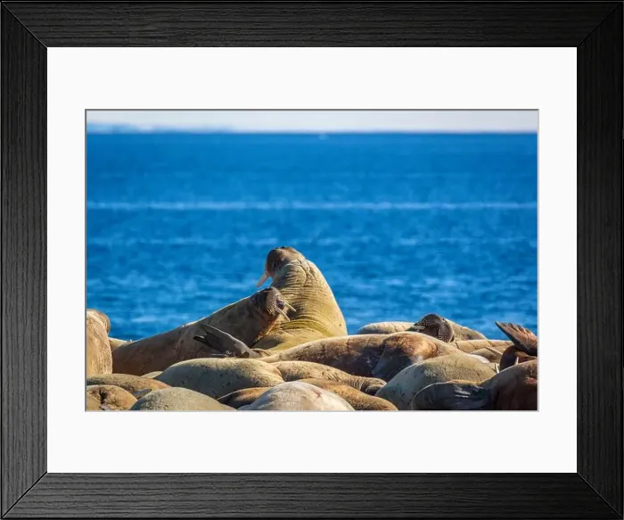 Framed Print : visiting a colony with walruses at Torellneset on Nordaustlandet on Svalbard, Norway Framed Print : visiting a colony with walruses at Torellneset on Nordaustlandet on Svalbard, Norway