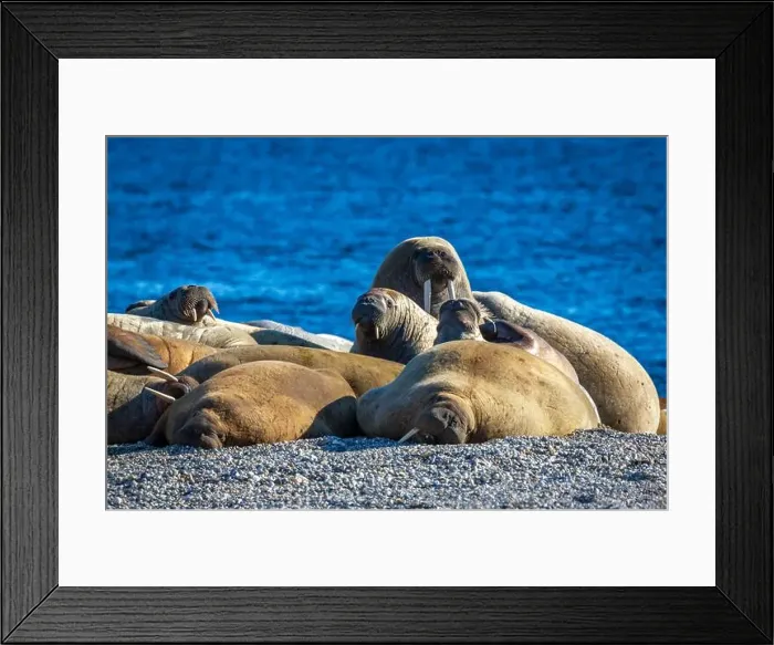 Framed Print : visiting a colony with walruses at Torellneset on Nordaustlandet on Svalbard, Norway Framed Print : visiting a colony with walruses at Torellneset on Nordaustlandet on Svalbard, Norway
