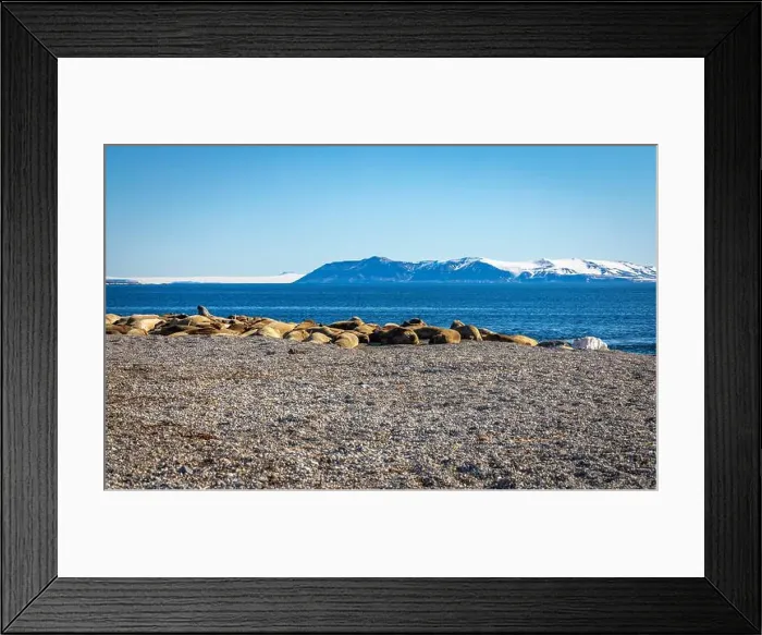 Framed Print : visiting a colony with walruses at Torellneset on Nordaustlandet on Svalbard, Norway Framed Print : visiting a colony with walruses at Torellneset on Nordaustlandet on Svalbard, Norway