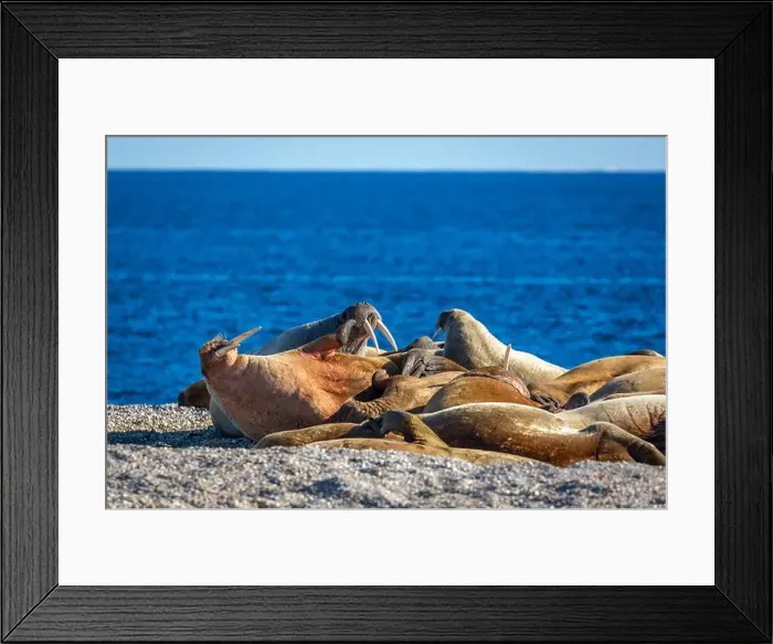 Framed Print : visiting a colony with walruses at Torellneset on Nordaustlandet on Svalbard, Norway Framed Print : visiting a colony with walruses at Torellneset on Nordaustlandet on Svalbard, Norway