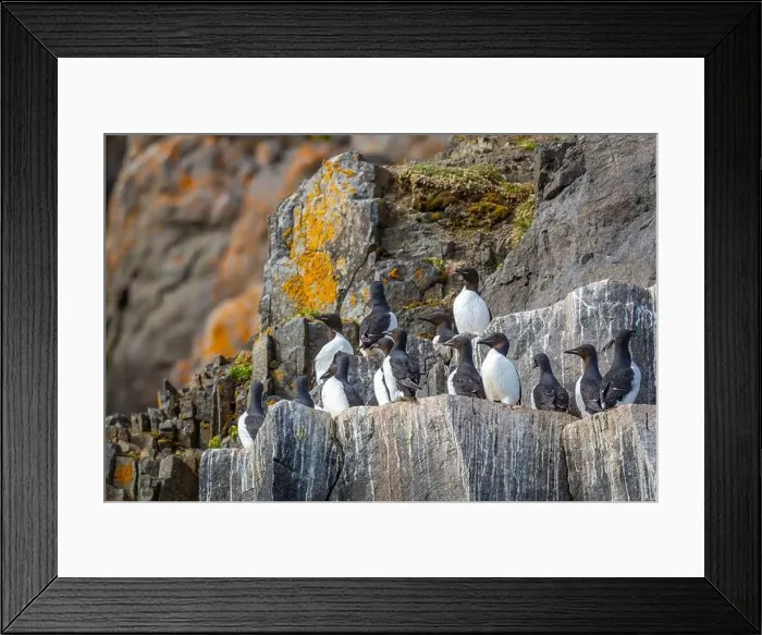 Framed Print : Bird watching at the Alkefjellet between Spitsbergen and Nordaustlandet on Svalbard, Norway Framed Print : Bird watching at the Alkefjellet between Spitsbergen and Nordaustlandet on Svalbard, Norway