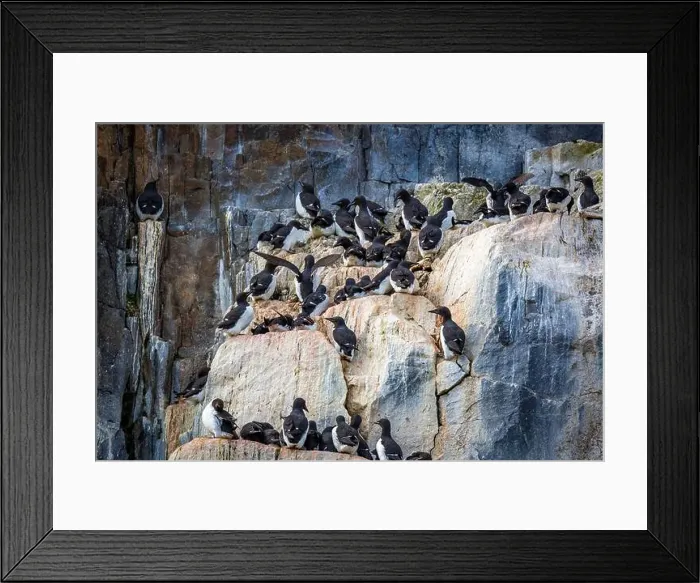 Framed Print : Bird watching at the Alkefjellet between Spitsbergen and Nordaustlandet on Svalbard, Norway Framed Print : Bird watching at the Alkefjellet between Spitsbergen and Nordaustlandet on Svalbard, Norway