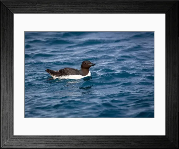 Framed Print : Bird watching at the Alkefjellet between Spitsbergen and Nordaustlandet on Svalbard, Norway Framed Print : Bird watching at the Alkefjellet between Spitsbergen and Nordaustlandet on Svalbard, Norway