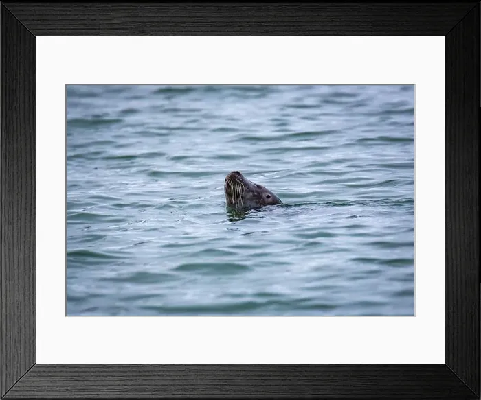 Framed Print : watching a seal in the Hamiltionbukta in Svalbard, Norway Framed Print : watching a seal in the Hamiltionbukta in Svalbard, Norway