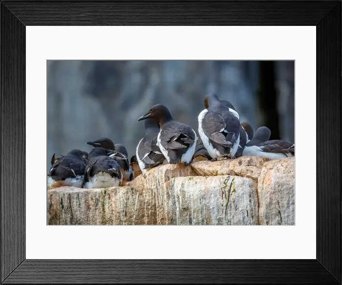 Framed Print : Bird watching at the Alkefjellet between Spitsbergen and Nordaustlandet on Svalbard, Norway Framed Print : Bird watching at the Alkefjellet between Spitsbergen and Nordaustlandet on Svalbard, Norway