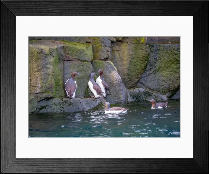 Framed Print : Bird watching at the Alkefjellet between Spitsbergen and Nordaustlandet on Svalbard, Norway Framed Print : Bird watching at the Alkefjellet between Spitsbergen and Nordaustlandet on Svalbard, Norway
