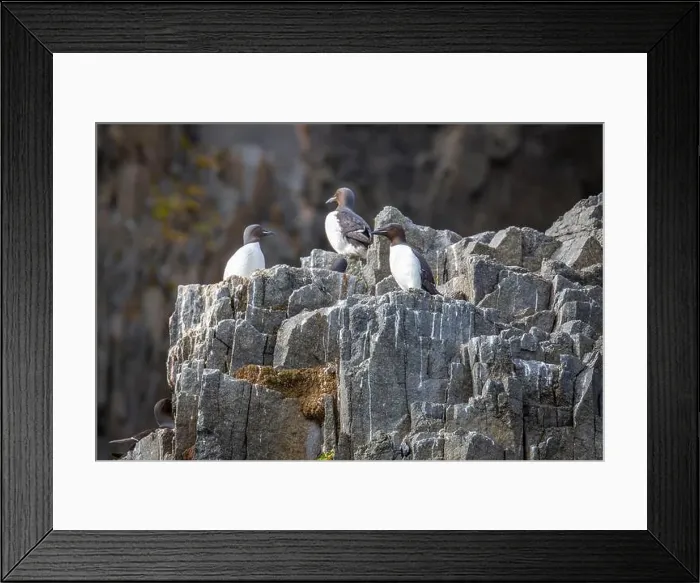 Framed Print : Bird watching at the Alkefjellet between Spitsbergen and Nordaustlandet on Svalbard, Norway Framed Print : Bird watching at the Alkefjellet between Spitsbergen and Nordaustlandet on Svalbard, Norway