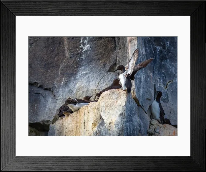 Framed Print : Bird watching at the Alkefjellet between Spitsbergen and Nordaustlandet on Svalbard, Norway Framed Print : Bird watching at the Alkefjellet between Spitsbergen and Nordaustlandet on Svalbard, Norway