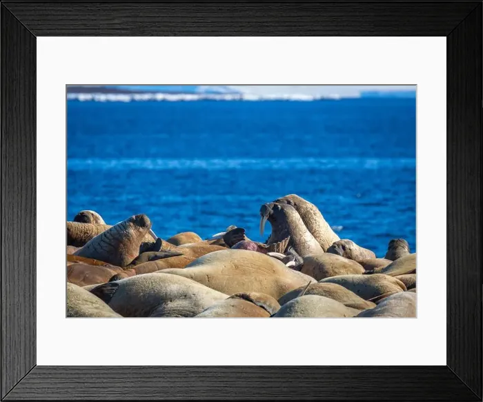 Framed Print : visiting a colony with walruses at Torellneset on Nordaustlandet on Svalbard, Norway Framed Print : visiting a colony with walruses at Torellneset on Nordaustlandet on Svalbard, Norway
