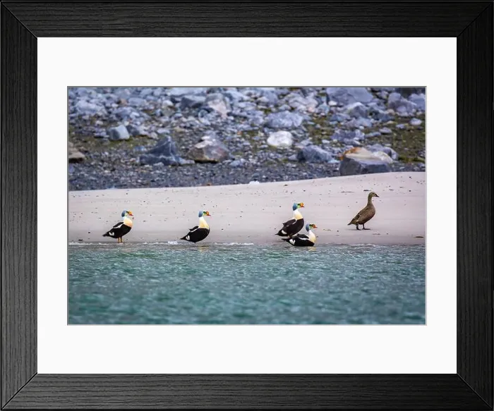 Framed Print : king eider ducks bird watching in the Arctic in the Hamiltonbukta on Spitsbergen on Svalbard, Norway Framed Print : king eider ducks bird watching in the Arctic in the Hamiltonbukta on Spitsbergen on Svalbard, Norway