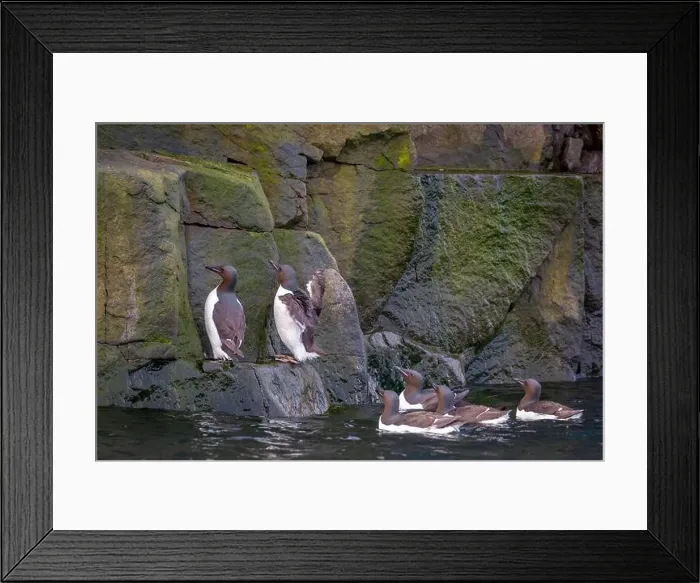 Framed Print : Bird watching at the Alkefjellet between Spitsbergen and Nordaustlandet on Svalbard, Norway Framed Print : Bird watching at the Alkefjellet between Spitsbergen and Nordaustlandet on Svalbard, Norway