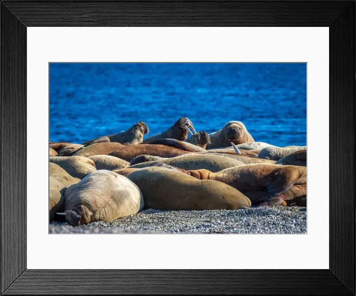 Framed Print : visiting a colony with walruses at Torellneset on Nordaustlandet on Svalbard, Norway Framed Print : visiting a colony with walruses at Torellneset on Nordaustlandet on Svalbard, Norway