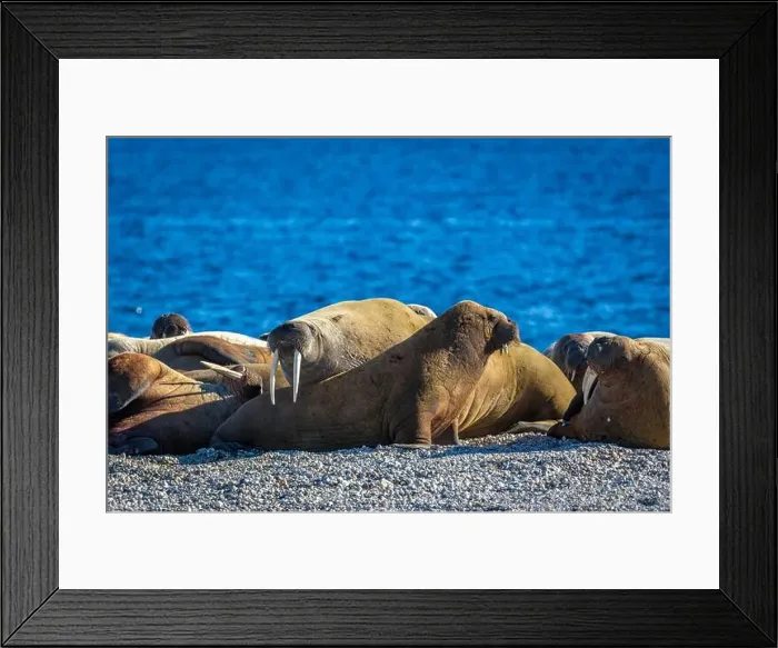 Framed Print : visiting a colony with walruses at Torellneset on Nordaustlandet on Svalbard, Norway Framed Print : visiting a colony with walruses at Torellneset on Nordaustlandet on Svalbard, Norway