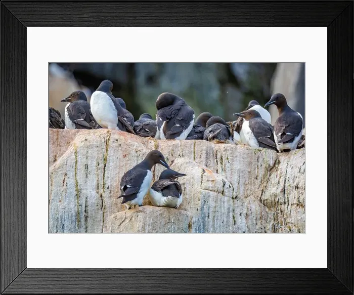 Framed Print : Bird watching at the Alkefjellet between Spitsbergen and Nordaustlandet on Svalbard, Norway Framed Print : Bird watching at the Alkefjellet between Spitsbergen and Nordaustlandet on Svalbard, Norway