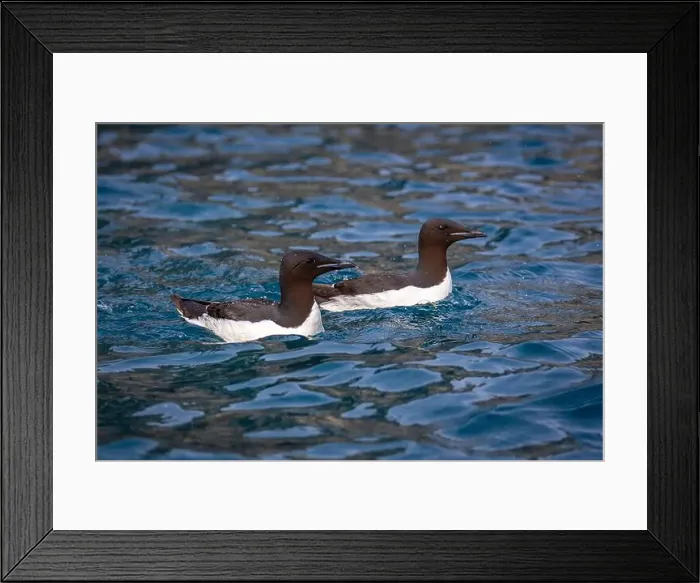 Framed Print : Bird watching at the Alkefjellet between Spitsbergen and Nordaustlandet on Svalbard, Norway Framed Print : Bird watching at the Alkefjellet between Spitsbergen and Nordaustlandet on Svalbard, Norway