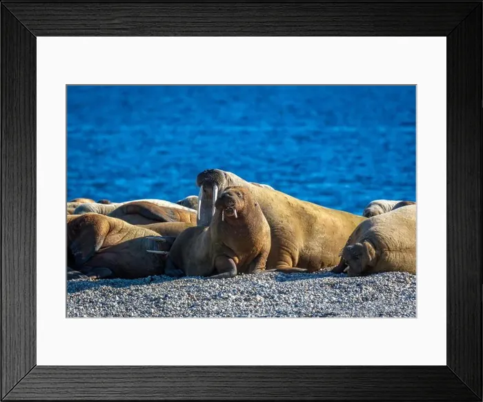 Framed Print : visiting a colony with walruses at Torellneset on Nordaustlandet on Svalbard, Norway Framed Print : visiting a colony with walruses at Torellneset on Nordaustlandet on Svalbard, Norway