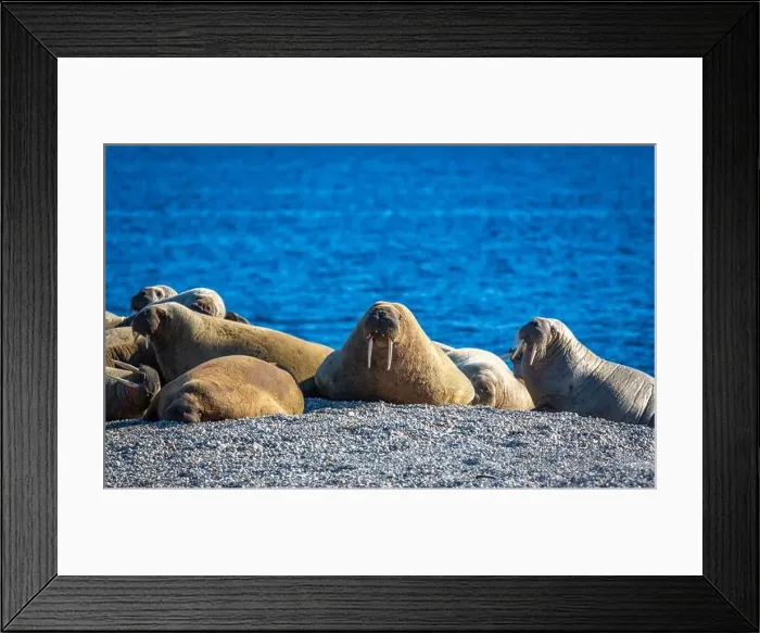 Framed Print : visiting a colony with walruses at Torellneset on Nordaustlandet on Svalbard, Norway Framed Print : visiting a colony with walruses at Torellneset on Nordaustlandet on Svalbard, Norway
