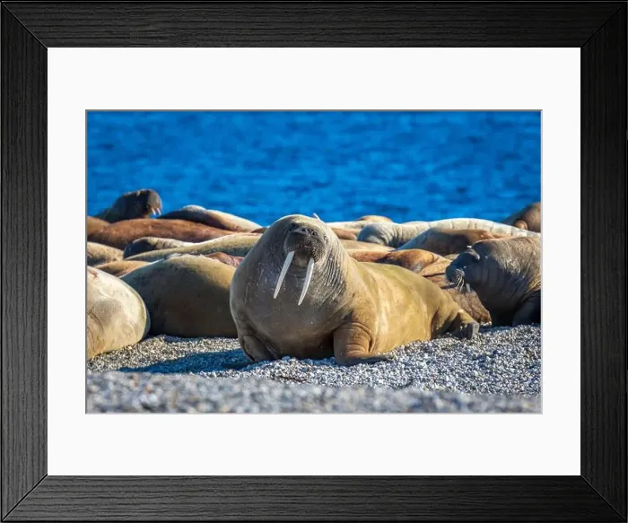 Framed Print : visiting a colony with walruses at Torellneset on Nordaustlandet on Svalbard, Norway Framed Print : visiting a colony with walruses at Torellneset on Nordaustlandet on Svalbard, Norway