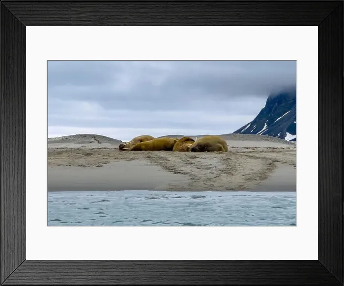Framed Print : Visiting a small walrus colony in the Arctic at the Hamiltonbukta on Spitsbergen, Svalbard, Norway Framed Print : Visiting a small walrus colony in the Arctic at the Hamiltonbukta on Spitsbergen, Svalbard, Norway
