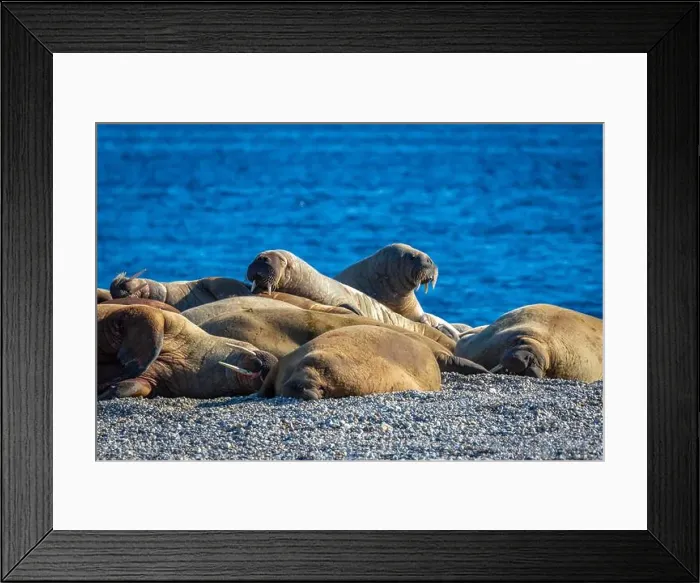 Framed Print : visiting a colony with walruses at Torellneset on Nordaustlandet on Svalbard, Norway Framed Print : visiting a colony with walruses at Torellneset on Nordaustlandet on Svalbard, Norway