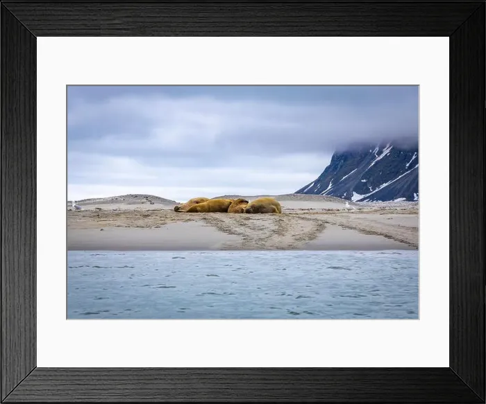 Framed Print : Visiting a small walrus colony in the Arctic at the Hamiltonbukta on Spitsbergen, Svalbard, Norway Framed Print : Visiting a small walrus colony in the Arctic at the Hamiltonbukta on Spitsbergen, Svalbard, Norway