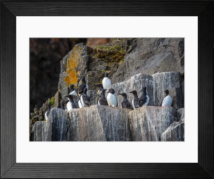Framed Print : Bird watching at the Alkefjellet between Spitsbergen and Nordaustlandet on Svalbard, Norway Framed Print : Bird watching at the Alkefjellet between Spitsbergen and Nordaustlandet on Svalbard, Norway