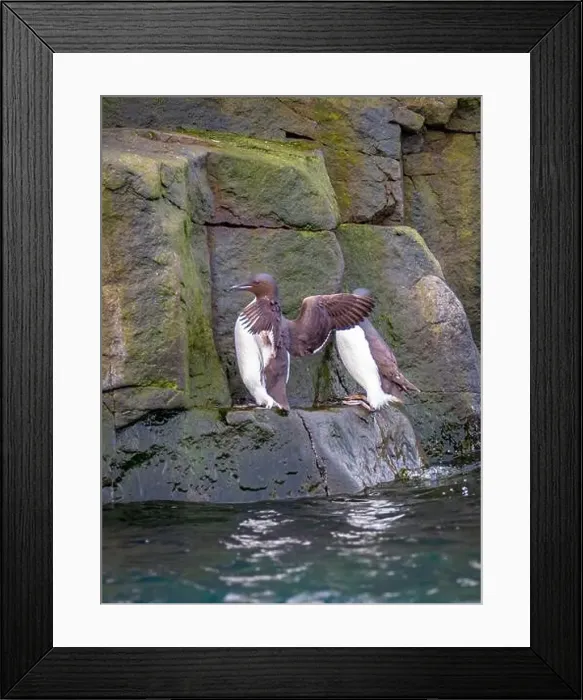 Framed Print : Bird watching at the Alkefjellet between Spitsbergen and Nordaustlandet on Svalbard, Norway Framed Print : Bird watching at the Alkefjellet between Spitsbergen and Nordaustlandet on Svalbard, Norway
