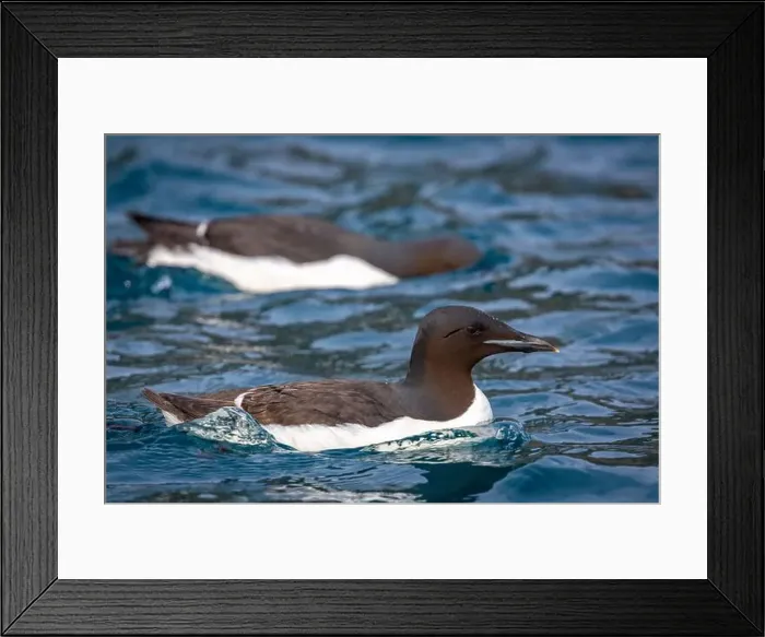 Framed Print : Bird watching at the Alkefjellet between Spitsbergen and Nordaustlandet on Svalbard, Norway Framed Print : Bird watching at the Alkefjellet between Spitsbergen and Nordaustlandet on Svalbard, Norway