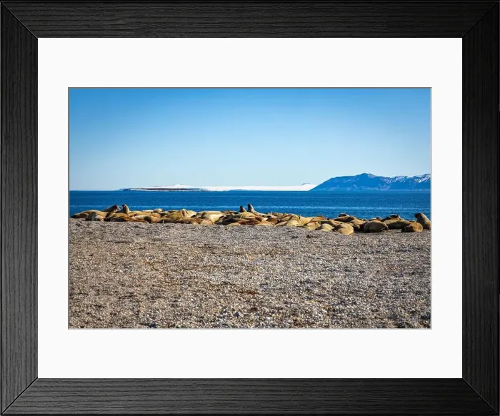 Framed Print : visiting a colony with walruses at Torellneset on Nordaustlandet on Svalbard, Norway Framed Print : visiting a colony with walruses at Torellneset on Nordaustlandet on Svalbard, Norway