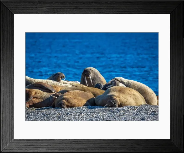 Framed Print : visiting a colony with walruses at Torellneset on Nordaustlandet on Svalbard, Norway Framed Print : visiting a colony with walruses at Torellneset on Nordaustlandet on Svalbard, Norway