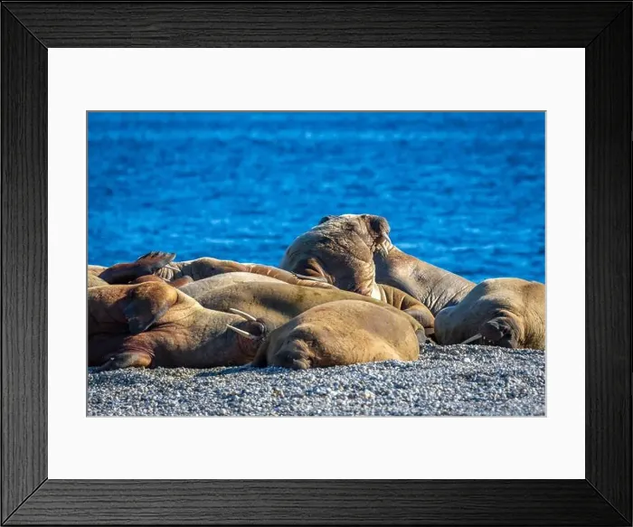 Framed Print : visiting a colony with walruses at Torellneset on Nordaustlandet on Svalbard, Norway Framed Print : visiting a colony with walruses at Torellneset on Nordaustlandet on Svalbard, Norway