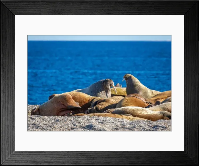 Framed Print : visiting a colony with walruses at Torellneset on Nordaustlandet on Svalbard, Norway Framed Print : visiting a colony with walruses at Torellneset on Nordaustlandet on Svalbard, Norway