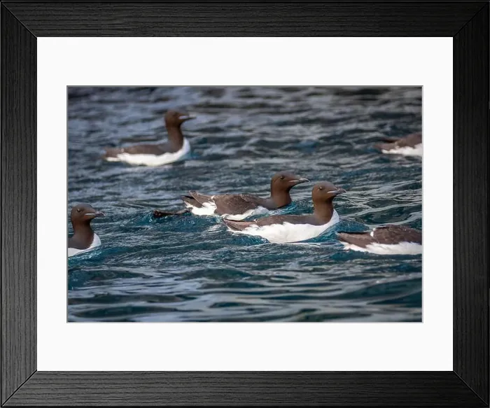 Framed Print : Bird watching at the Alkefjellet between Spitsbergen and Nordaustlandet on Svalbard, Norway Framed Print : Bird watching at the Alkefjellet between Spitsbergen and Nordaustlandet on Svalbard, Norway