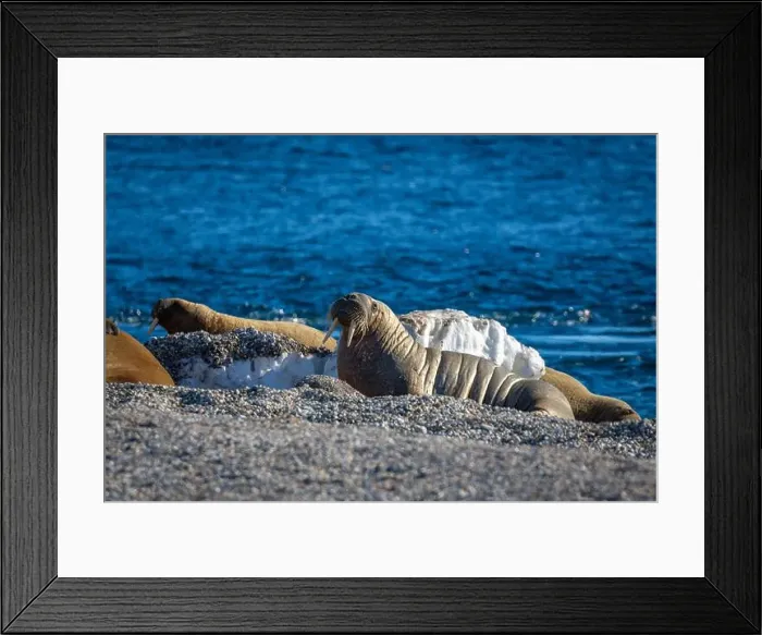 Framed Print : visiting a colony with walruses at Torellneset on Nordaustlandet on Svalbard, Norway Framed Print : visiting a colony with walruses at Torellneset on Nordaustlandet on Svalbard, Norway