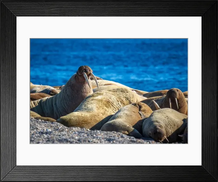 Framed Print : visiting a colony with walruses at Torellneset on Nordaustlandet on Svalbard, Norway Framed Print : visiting a colony with walruses at Torellneset on Nordaustlandet on Svalbard, Norway