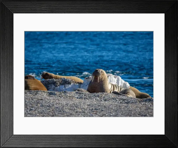 Framed Print : visiting a colony with walruses at Torellneset on Nordaustlandet on Svalbard, Norway Framed Print : visiting a colony with walruses at Torellneset on Nordaustlandet on Svalbard, Norway