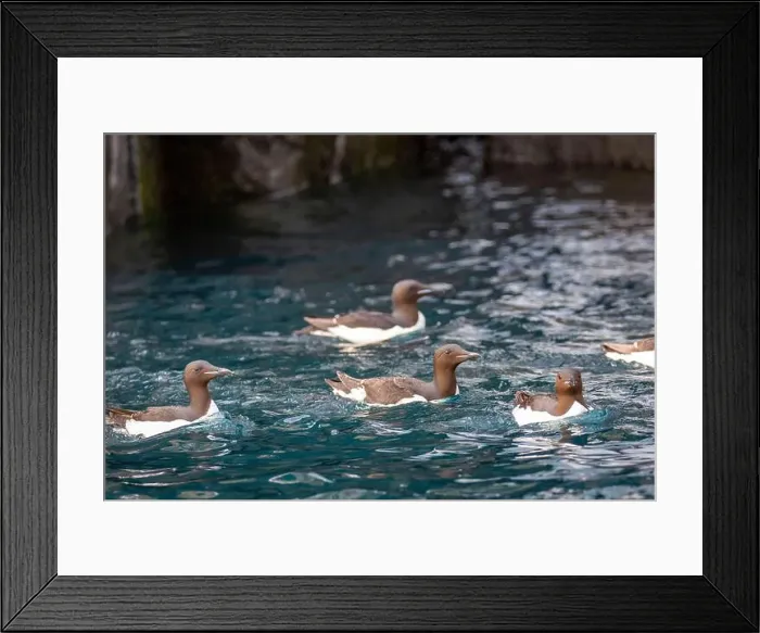 Framed Print : Bird watching at the Alkefjellet between Spitsbergen and Nordaustlandet on Svalbard, Norway Framed Print : Bird watching at the Alkefjellet between Spitsbergen and Nordaustlandet on Svalbard, Norway