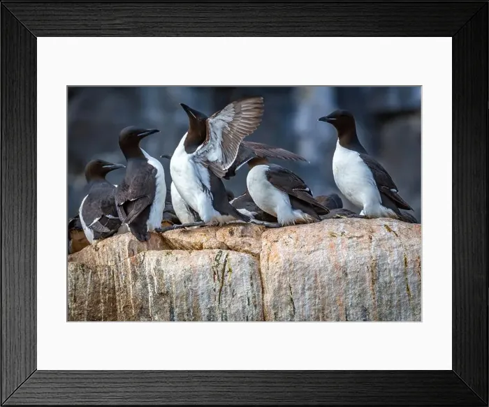 Framed Print : Bird watching at the Alkefjellet between Spitsbergen and Nordaustlandet on Svalbard, Norway Framed Print : Bird watching at the Alkefjellet between Spitsbergen and Nordaustlandet on Svalbard, Norway
