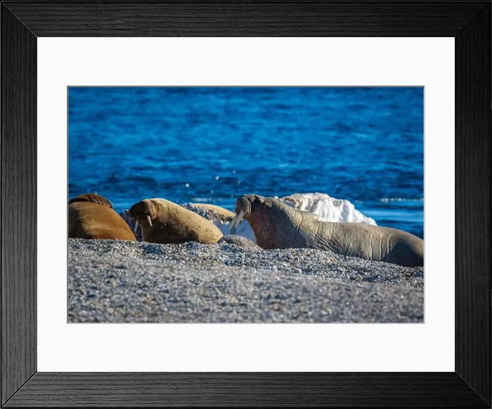 Framed Print : visiting a colony with walruses at Torellneset on Nordaustlandet on Svalbard, Norway Framed Print : visiting a colony with walruses at Torellneset on Nordaustlandet on Svalbard, Norway