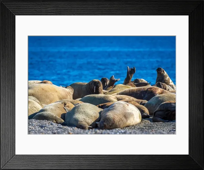 Framed Print : visiting a colony with walruses at Torellneset on Nordaustlandet on Svalbard, Norway Framed Print : visiting a colony with walruses at Torellneset on Nordaustlandet on Svalbard, Norway