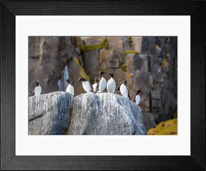 Framed Print : Bird watching at the Alkefjellet between Spitsbergen and Nordaustlandet on Svalbard, Norway Framed Print : Bird watching at the Alkefjellet between Spitsbergen and Nordaustlandet on Svalbard, Norway