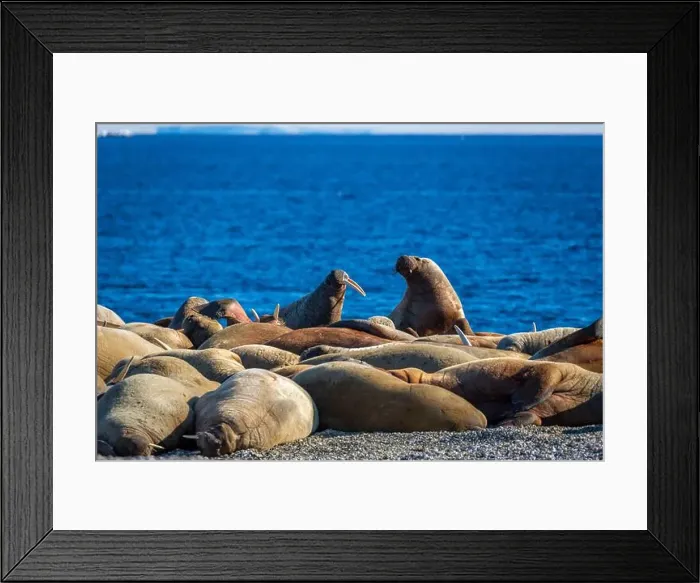 Framed Print : visiting a colony with walruses at Torellneset on Nordaustlandet on Svalbard, Norway Framed Print : visiting a colony with walruses at Torellneset on Nordaustlandet on Svalbard, Norway