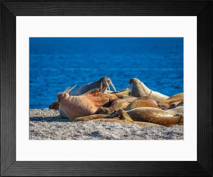 Framed Print : visiting a colony with walruses at Torellneset on Nordaustlandet on Svalbard, Norway Framed Print : visiting a colony with walruses at Torellneset on Nordaustlandet on Svalbard, Norway