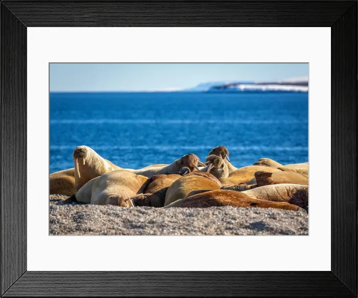 Framed Print : visiting a colony with walruses at Torellneset on Nordaustlandet on Svalbard, Norway Framed Print : visiting a colony with walruses at Torellneset on Nordaustlandet on Svalbard, Norway