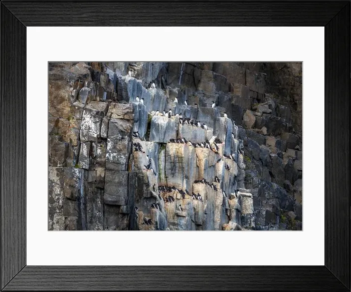Framed Print : Bird watching at the Alkefjellet between Spitsbergen and Nordaustlandet on Svalbard, Norway Framed Print : Bird watching at the Alkefjellet between Spitsbergen and Nordaustlandet on Svalbard, Norway