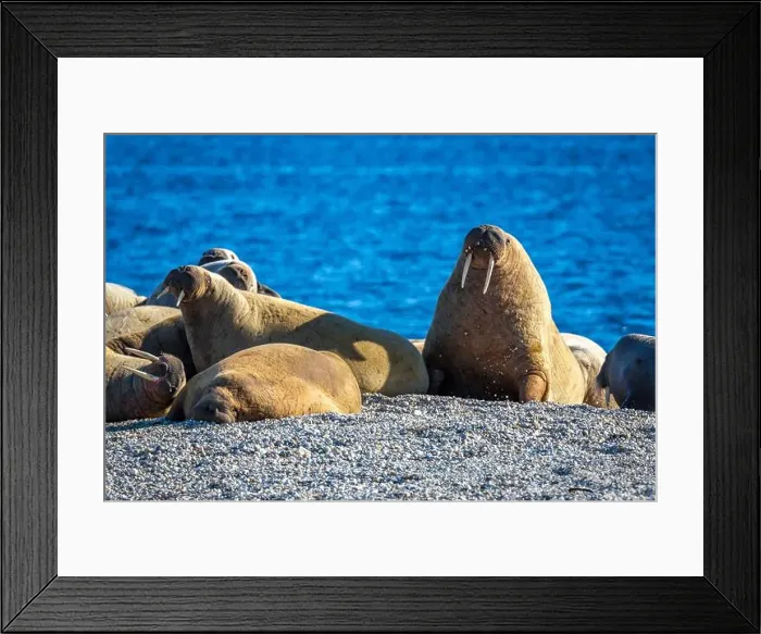 Framed Print : visiting a colony with walruses at Torellneset on Nordaustlandet on Svalbard, Norway Framed Print : visiting a colony with walruses at Torellneset on Nordaustlandet on Svalbard, Norway