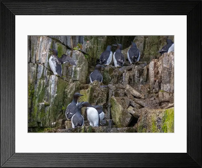 Framed Print : Bird watching at the Alkefjellet between Spitsbergen and Nordaustlandet on Svalbard, Norway Framed Print : Bird watching at the Alkefjellet between Spitsbergen and Nordaustlandet on Svalbard, Norway