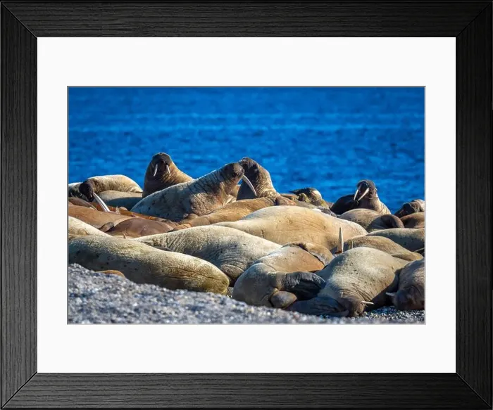 Framed Print : visiting a colony with walruses at Torellneset on Nordaustlandet on Svalbard, Norway Framed Print : visiting a colony with walruses at Torellneset on Nordaustlandet on Svalbard, Norway